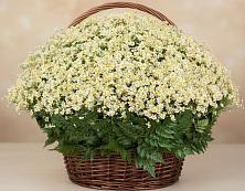 Цветочная композиция из Ромашки в корзине #REPLACE_PRED# Подъячево