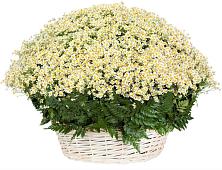 Цветочная композиция из Ромашки в корзине #REPLACE_PRED# Подъячево
